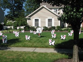 Cows Display